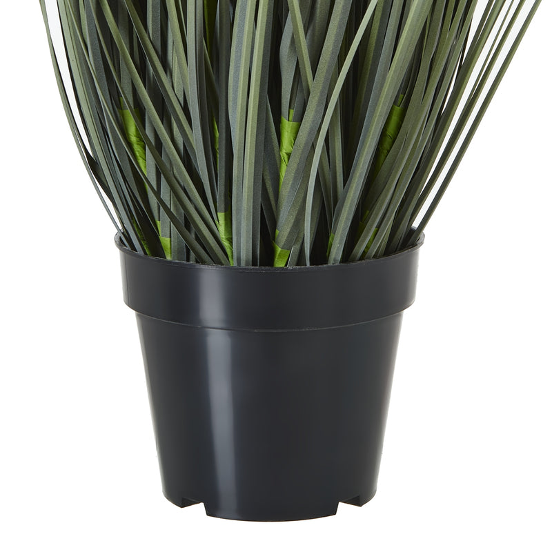 grasses rising from the black pot