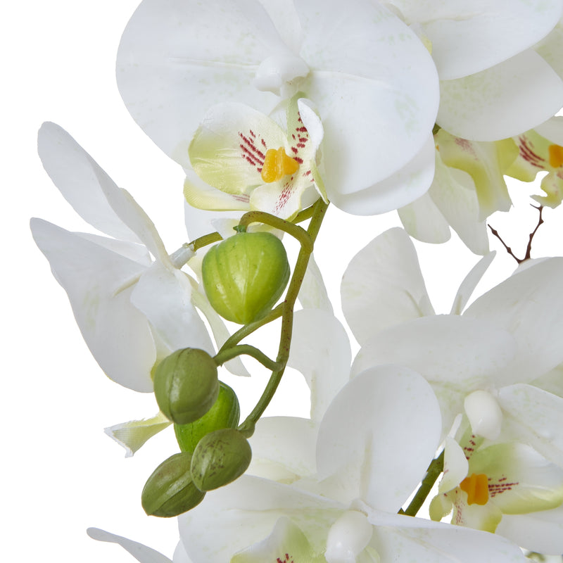 close-up of white phalaenopsis blooms and buds