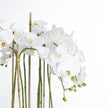 close-up of white orchid blooms on canes