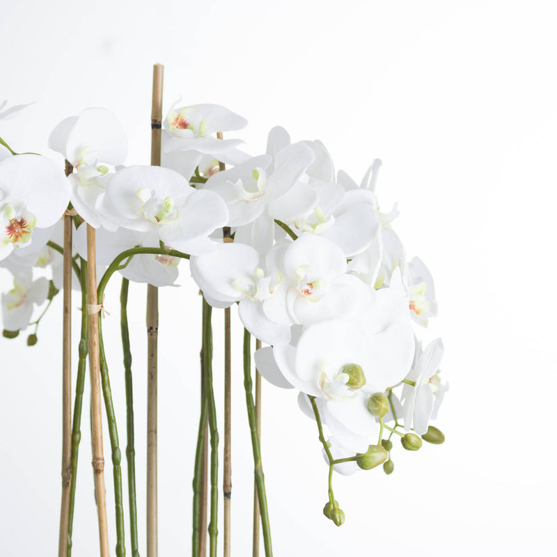 close-up of white orchid blooms on canes