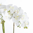 close-up of white orchid blooms
