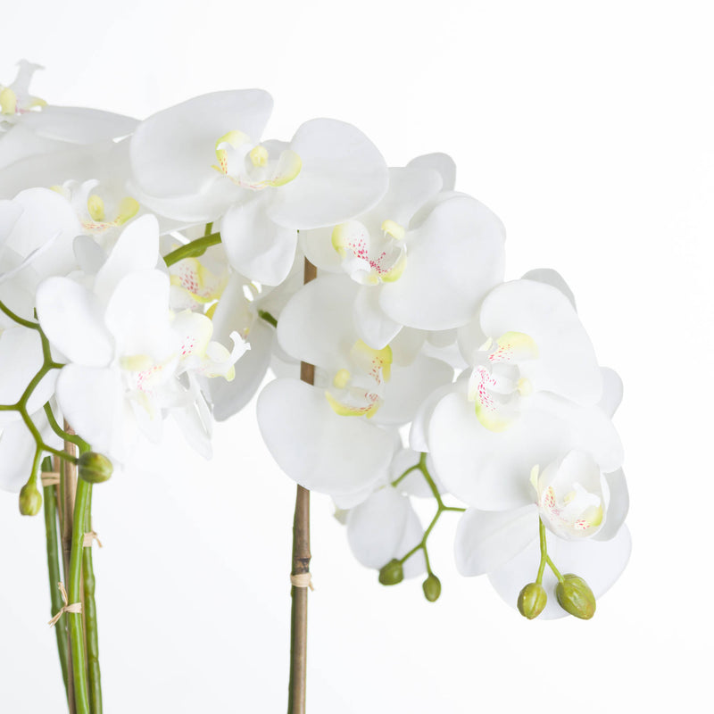 close-up of white orchid blooms