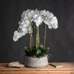 white orchid on a wooden table against a dark wall