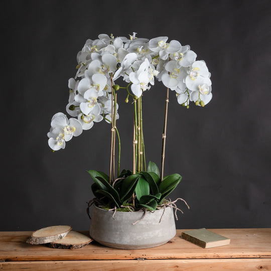 white orchid on a wooden table against a dark wall