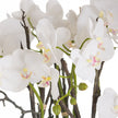 close-up of white orchid blooms and roots