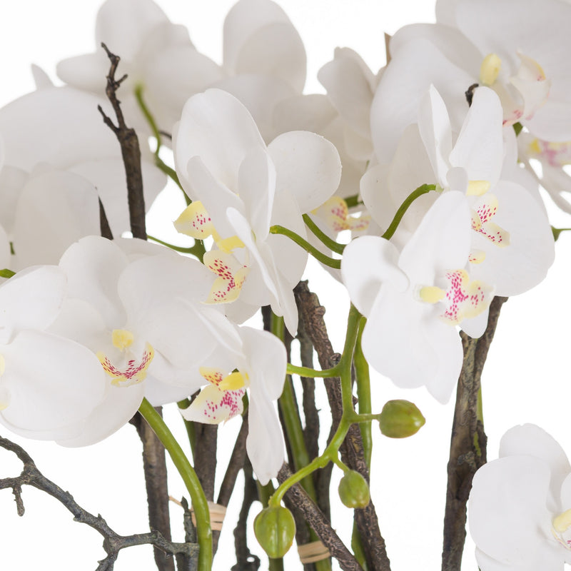close-up of white orchid blooms and roots