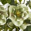 close-up of a speckled green hellebore bloom