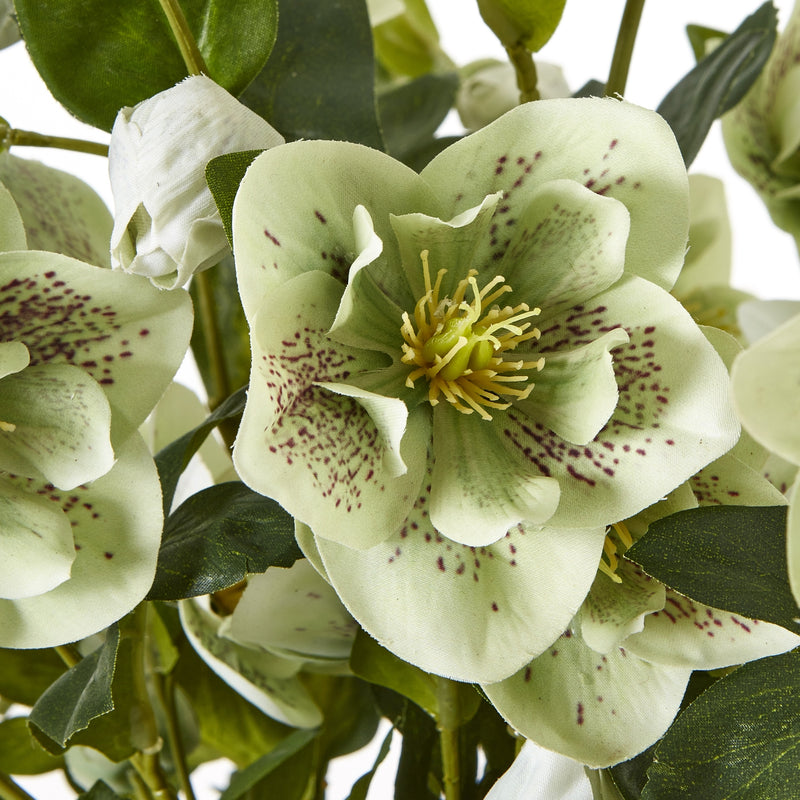 close-up of a speckled green hellebore bloom