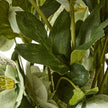 close-up of hellebore leaves and flowers