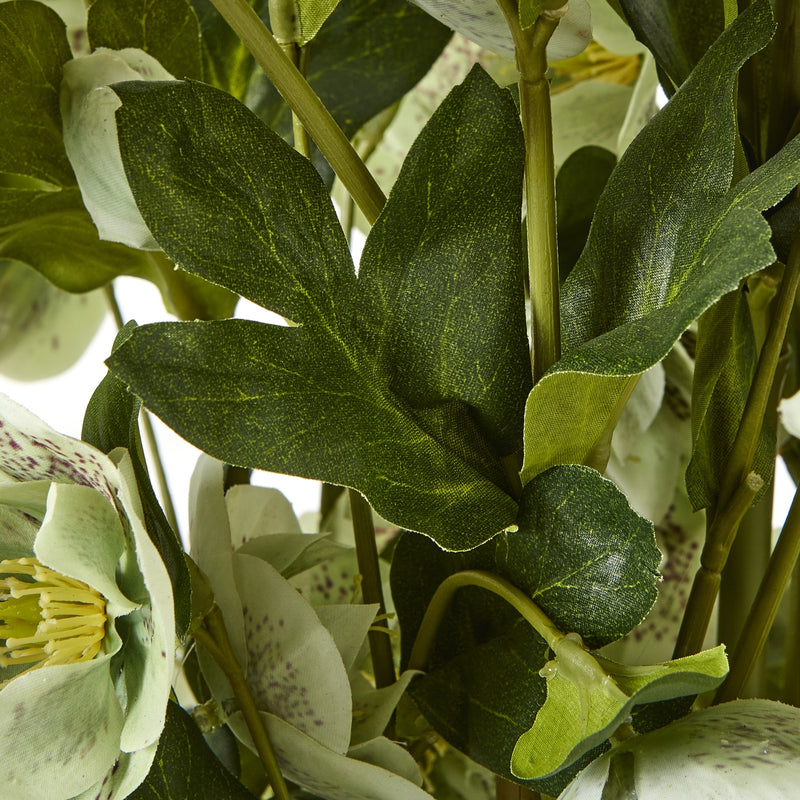 close-up of hellebore leaves and flowers