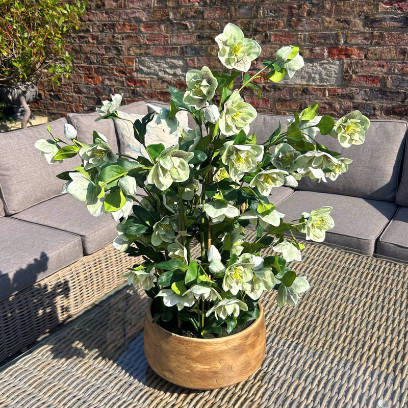 large green hellebore on a rattan garden table