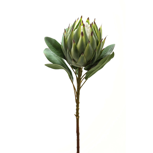 close-up of the green protea flower head and leaves