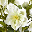 close-up of a creamy white hellebore bloom