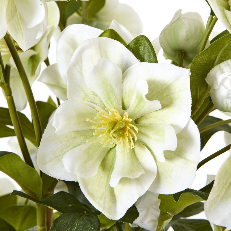 close-up of a creamy white hellebore bloom