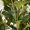 close-up of hellebore leaves and stems