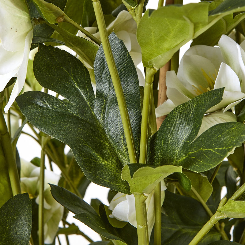 close-up of hellebore leaves and stems