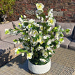 large white hellebore on a rattan garden table