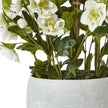 stems and the rim of the pale grey pot