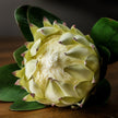 close-up of the white protea flower head