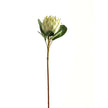 large white protea artificial stem