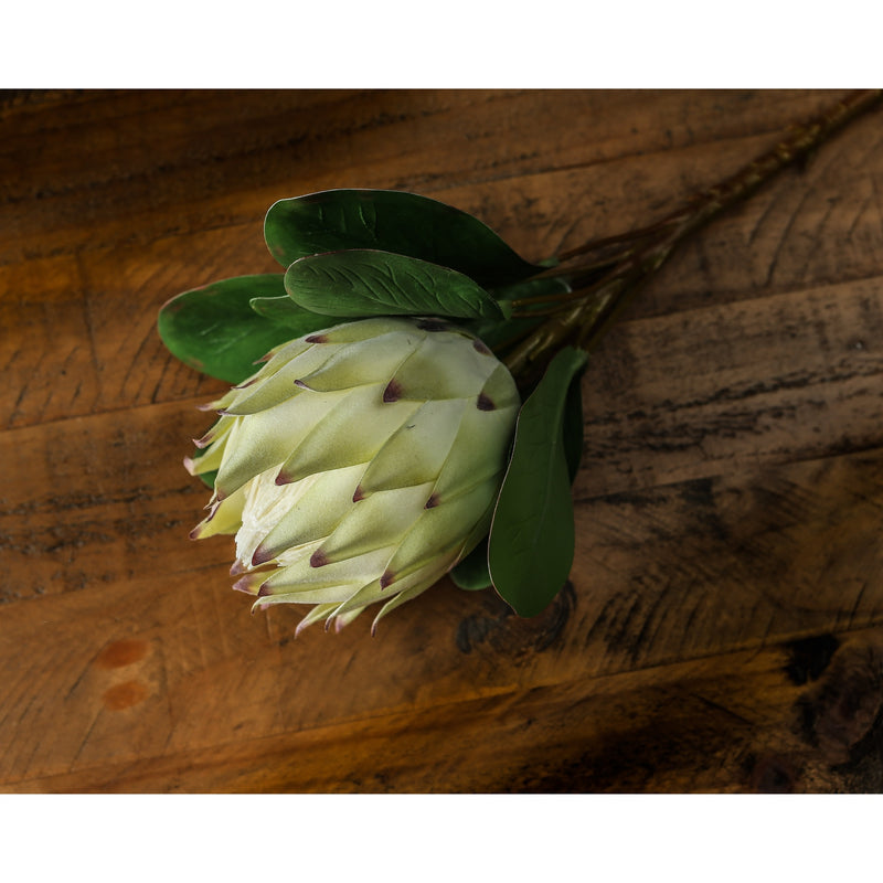 white protea stem laid on a dark wooden surface