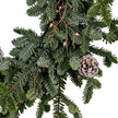 Close-up of frosted pine tips and a pinecone