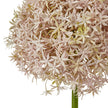 close-up of the pale lilac allium flower head