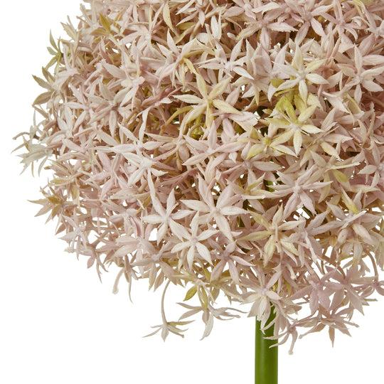 close-up of the pale lilac allium flower head