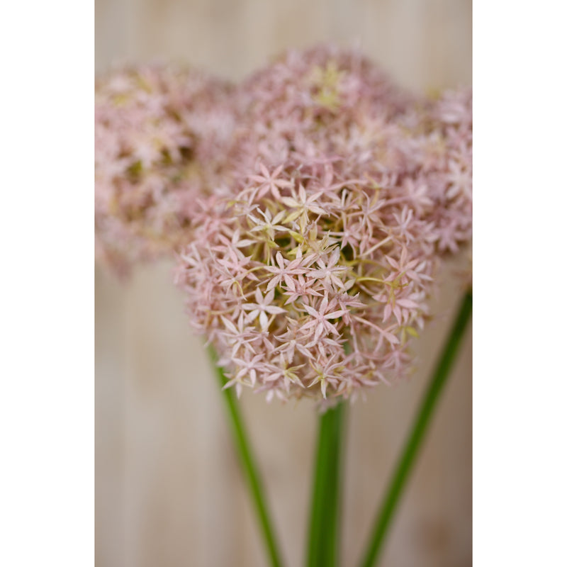 lilac allium heads close-up