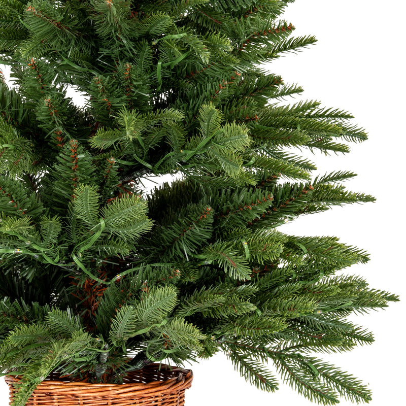 close-up of the Norway fir branches above the rattan pot