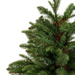 close-up of the top of the Norway fir