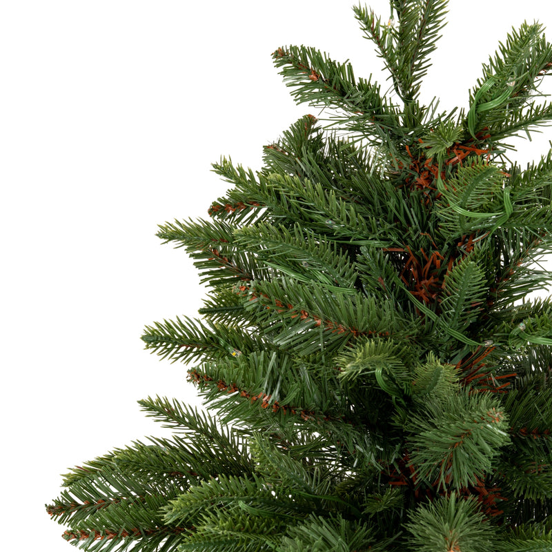 close-up of the top of the Norway fir