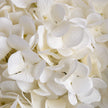 Close-up of the white hydrangea petals