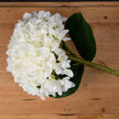 White hydrangea bloom laid on a wooden table