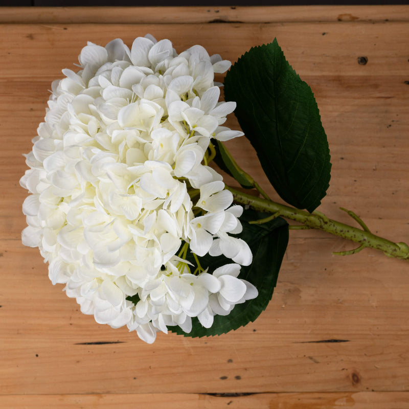 White hydrangea bloom laid on a wooden table