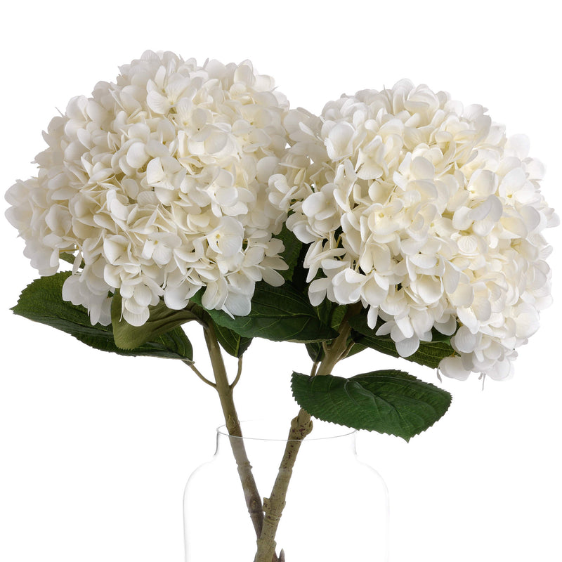 Two white hydrangea stems shown together
