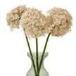 three pink allium stems in a glass vase