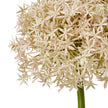 close-up of the blush-pink allium flower head