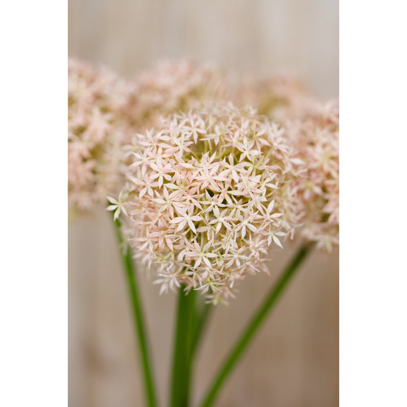 pink allium heads close-up