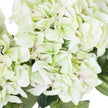 Close-up of the pale green and cream hydrangea petals