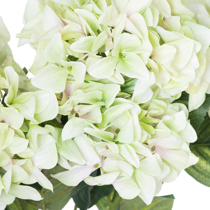 Close-up of the pale green and cream hydrangea petals