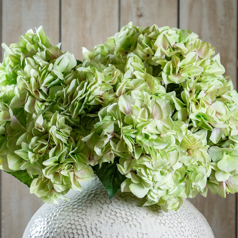 Green hydrangea bouquet in a white textured vase, vase sold separately