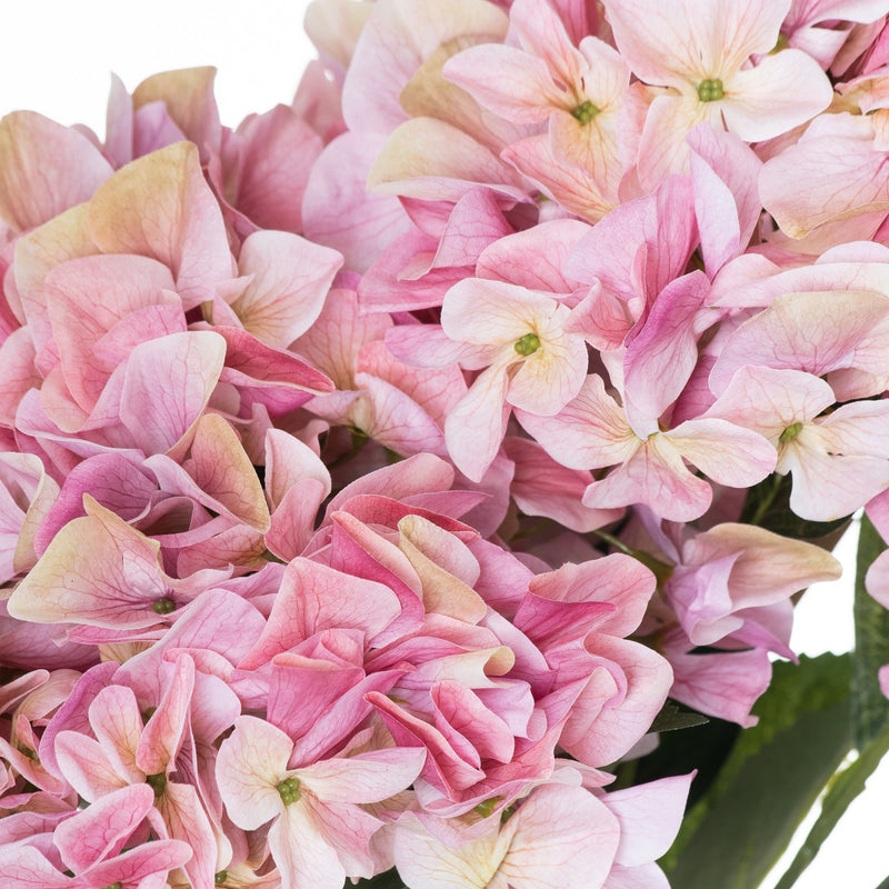 Close-up of the blush and rose pink hydrangea heads