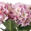 Close-up of pink hydrangea petals and green leaves