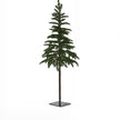 slim green woodland tree shown unlit