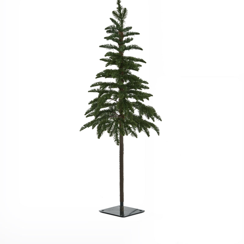 slim green woodland tree shown unlit