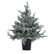snowy fir tree in a black pot, unlit