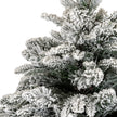 close-up of the snow-tipped Norway fir branches