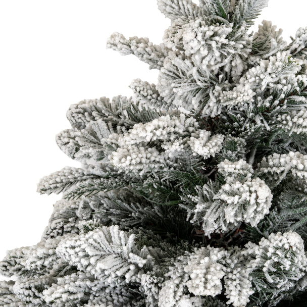 close-up of the snow-tipped Norway fir branches