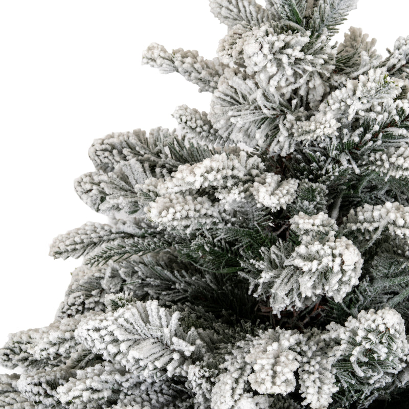 close-up of the snow-tipped Norway fir branches